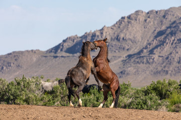 Naklejka premium Pair of Wild Horse Stallions Fighting