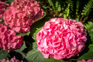 Beautiful pink Hydrangea / Hortensia flower is blooming in morning sunlight warming background. 