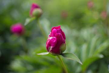 Garden of peonies. Fresh bouquet of pink peonies.
