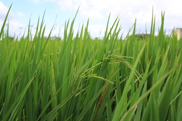 chinese rice field with the moody sky