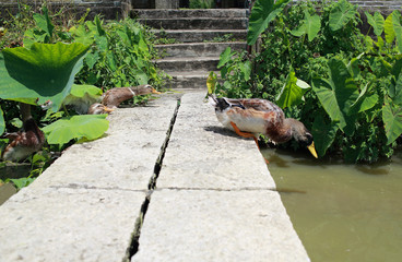 china duck jump to the river in rural