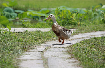 china duck running in rural