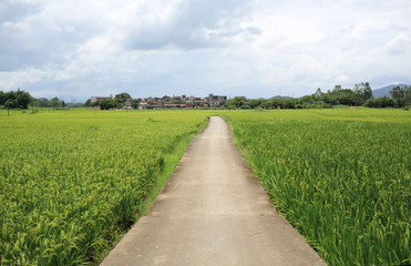 Fototapeta na wymiar path in the middle of fields