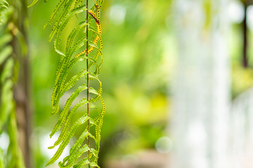 close-up Fern leaf
