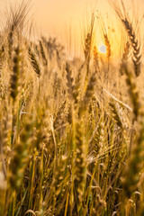 wheat field at sunset