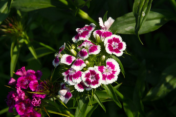 Beautiful flowers of Turkish carnation in the summer sunny garden