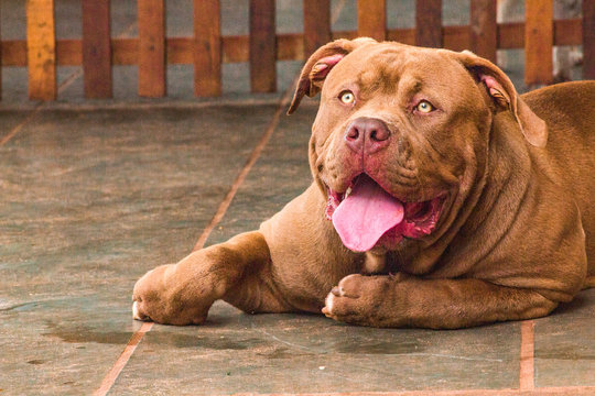 american pit bull