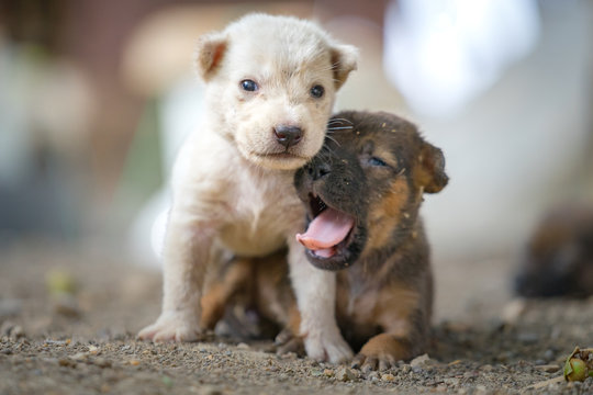 Puppy or baby dog in cute moment, they playing together on the ground floor. Animal selected focus photo