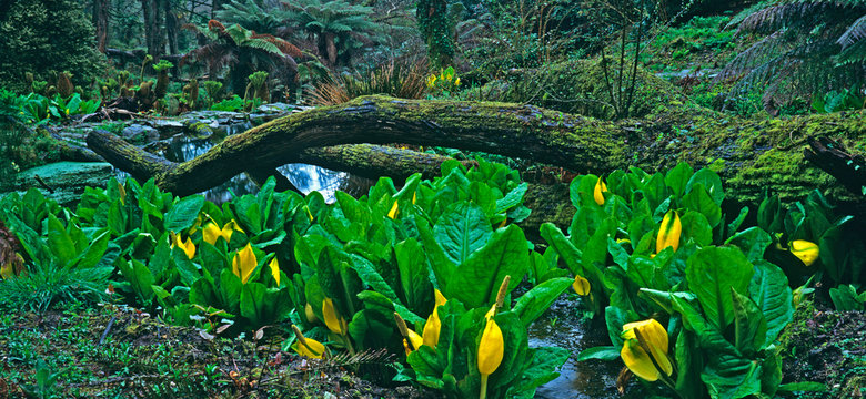 A large bog garden with Lysichiton americanus, Skunk Cabbage in a 'Jungle' created in an English garden