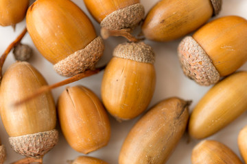 nature, season and botany concept - close up of acorns on white background