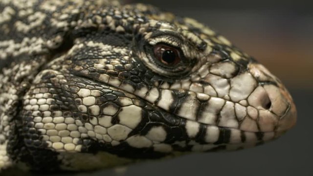Handheld, extreme close up shot of a white monitor's eye and head.