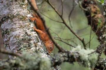 Red Squirrel, Sciurus vulgaris, close up character portrait amongst grass, rocks and birch branch on a sunny day within Scotland during June.