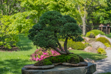 Miniature japanese bonsai tree isolated  in a small pot