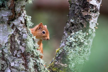 Red Squirrel, Sciurus vulgaris, close up character portrait amongst grass, rocks and birch branch on a sunny day within Scotland during June. - Powered by Adobe