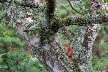 Red Squirrel, Sciurus vulgaris, background character portrait amongst grass, rocks and birch branch on a sunny day within Scotland during June.