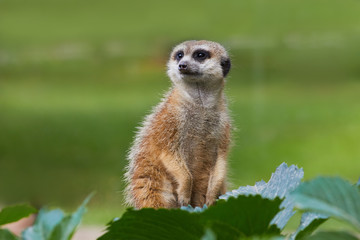 Portrait of Meerkat Suricata suricatta, African native animal, small carnivore belonging to the mongoose family
