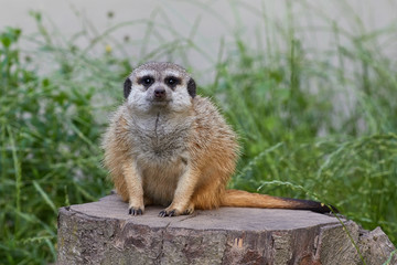 Fototapeta premium Portrait of Meerkat Suricata suricatta, African native animal, small carnivore belonging to the mongoose family