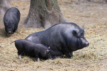 Vietnamese potbellied pigs pair sow and hog. Pair of pigs are taking a nap