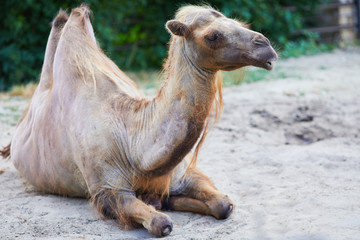 The Bactrian camel (Camelus bactrianus) at the zooю White Bactrian camel resting on the ground 
