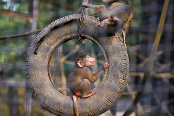 Portrait of two young Hamadryas baboons (Papio hamadryas) jumping on the tyre in the cage.