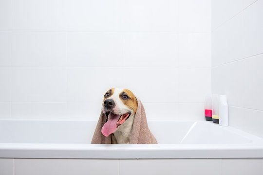 Dog in a bathtub wrapped in a towel. Giving a bath to home pets concept: funny dog covered in towel in white minimalistic bathroom