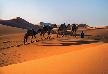 Camels on red sand dunes in Morocco desert 