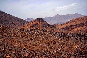 Camel in red sand dunes in Morocco desert 