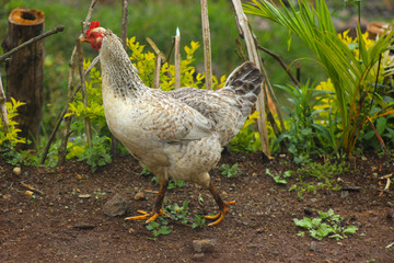 Gallina