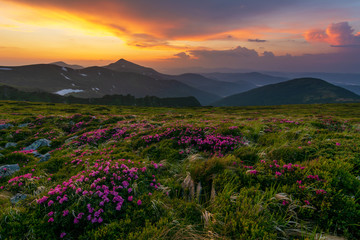 Fototapeta na wymiar Wonderful views of the Carpathian mountains covered with rhododendron flowers on the background of a fantastic sky