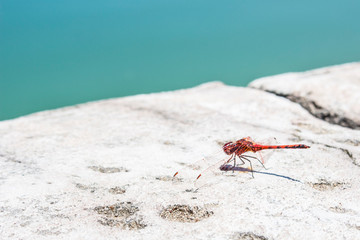Red dragonfly close-up at the pond.
