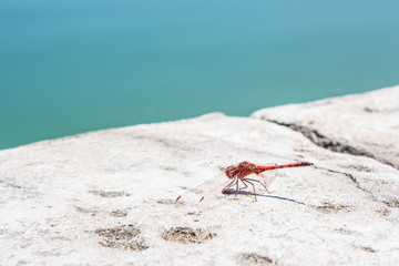 Red dragonfly close-up at the pond.