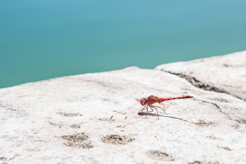 Red dragonfly close-up at the pond.