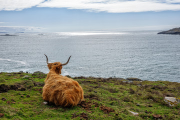 Schottisches Hochlandrind