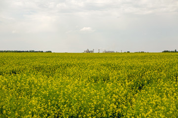 Obraz premium field with yellow flowering rape in summer and blue sky