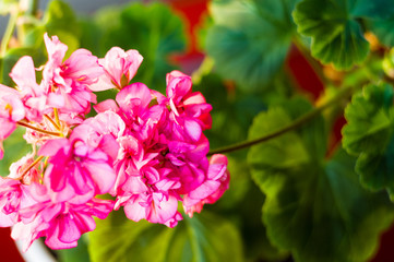 Fototapeta na wymiar Lovely pink Pelargonium Geranium flowers, close up