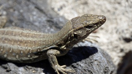 small grey lizard in teide park