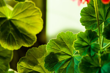 green Pelargonium Geranium leaves, close up, macro