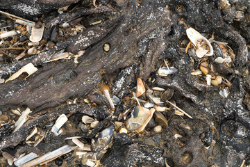 Ancient prehistoric wood exposed at low tide