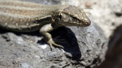 small grey lizard in teide park