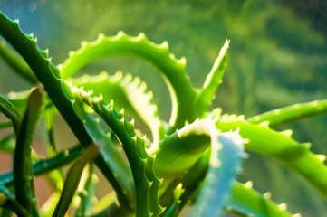 green prickly aloe leaves on a natural background, close-up