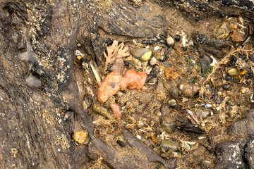 Ancient prehistoric wood exposed at low tide