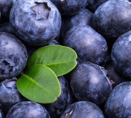 Background from freshly picked blueberries