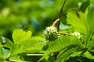 Horse-chestnuts on conker tree branch - Aesculus hippocastanum fruits