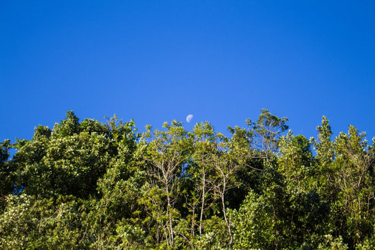 Lua nova