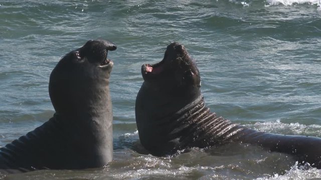 Handheld, medium close up, slow motion footage of two elephant seals fighting as waves splash on them.