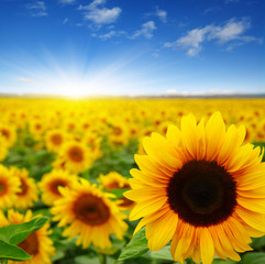 Fototapeta premium sunflowers and sun