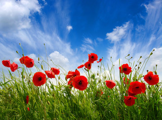 Red poppies on field