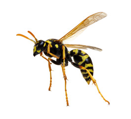 wasp isolated on white