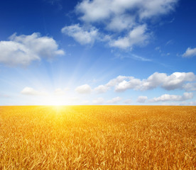 Wheat field and sun