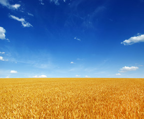 Naklejka premium Wheat field and sun